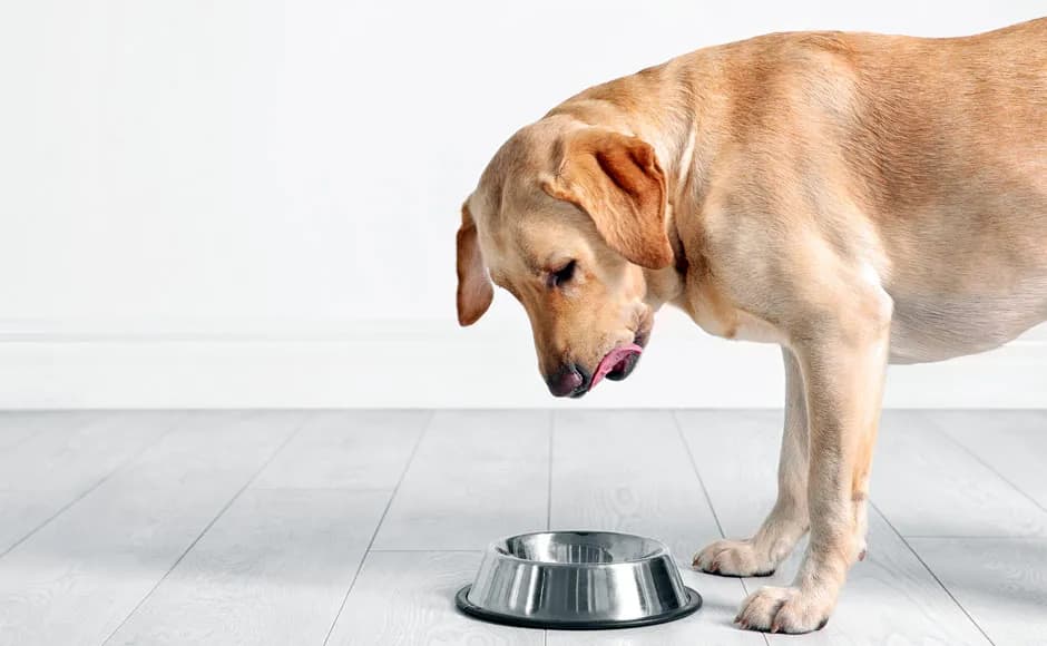 Czy pies może jeść kaszankę? Fakty i zagrożenia dla zdrowia pupila