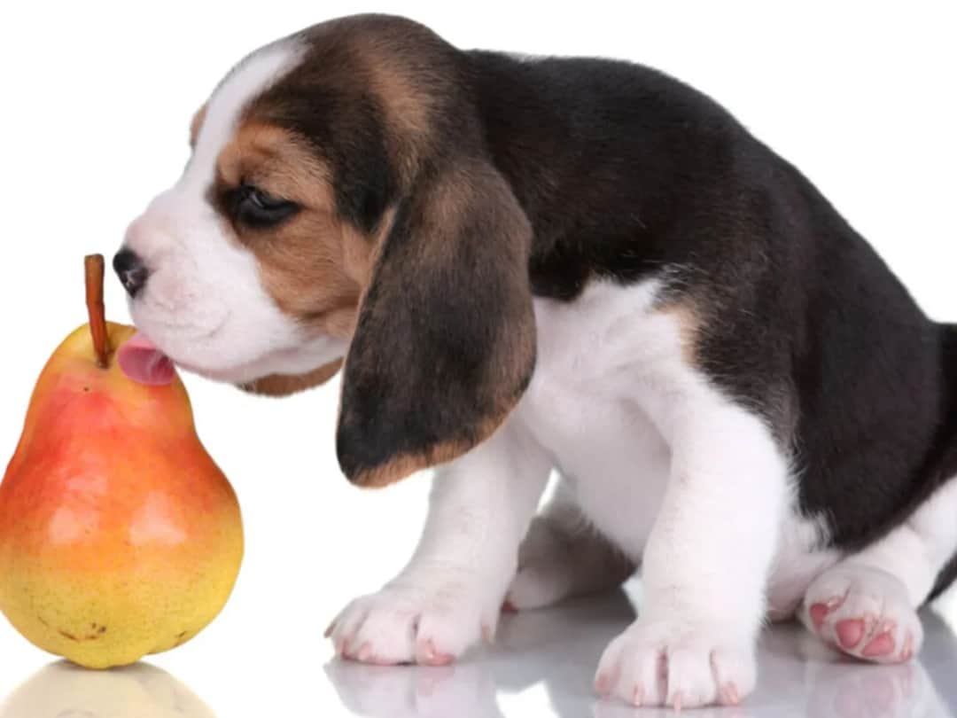 Czy pies może jeść gruszkę i jakie zasady karmienia musisz poznać