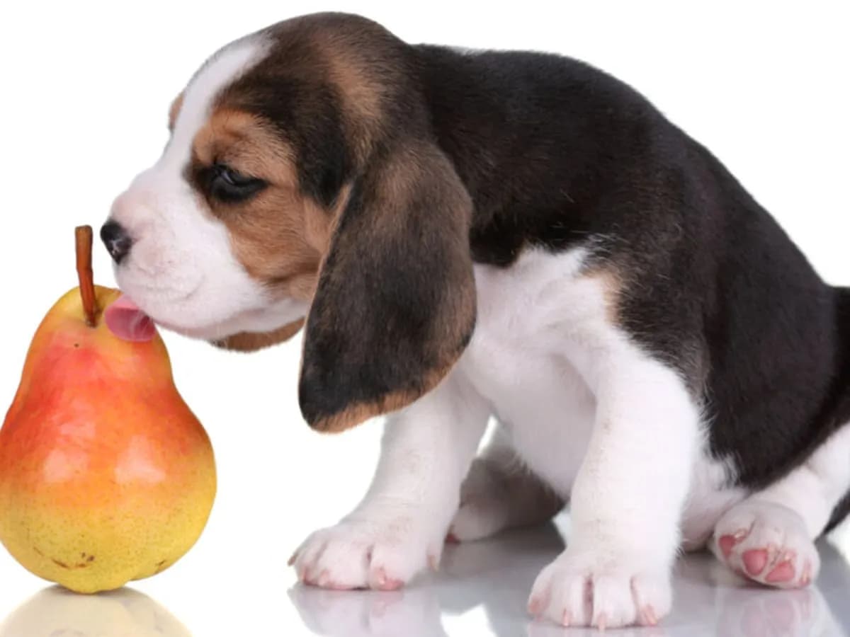 Czy pies może jeść gruszkę i jakie zasady karmienia musisz poznać