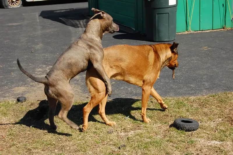 Kiedy pojawia się popęd seksualny u szczeniaka i jak go zrozumieć