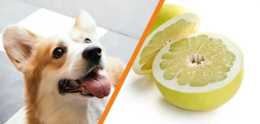Czy pies może jeść pomelo - poznaj zasady bezpiecznego karmienia pupila
