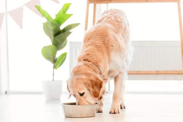 Czy pies może jeść smażone mięso? Prawda o skutkach zdrowotnych