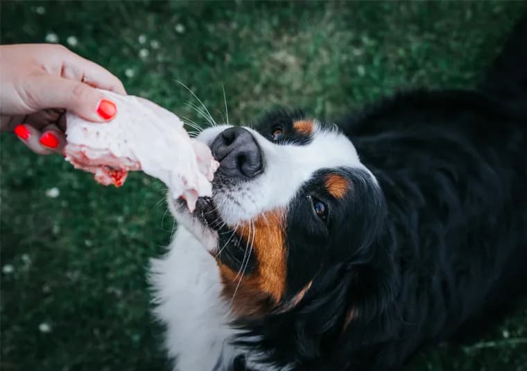 Surowe mięso w diecie psa - wszystko co musisz wiedzieć o żywieniu