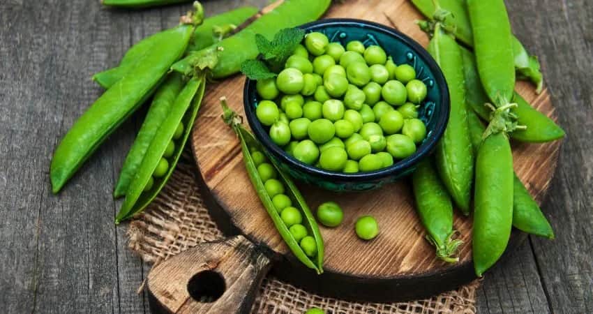 Czy pies może jeść groszek? Zobacz co musisz wiedzieć przed podaniem