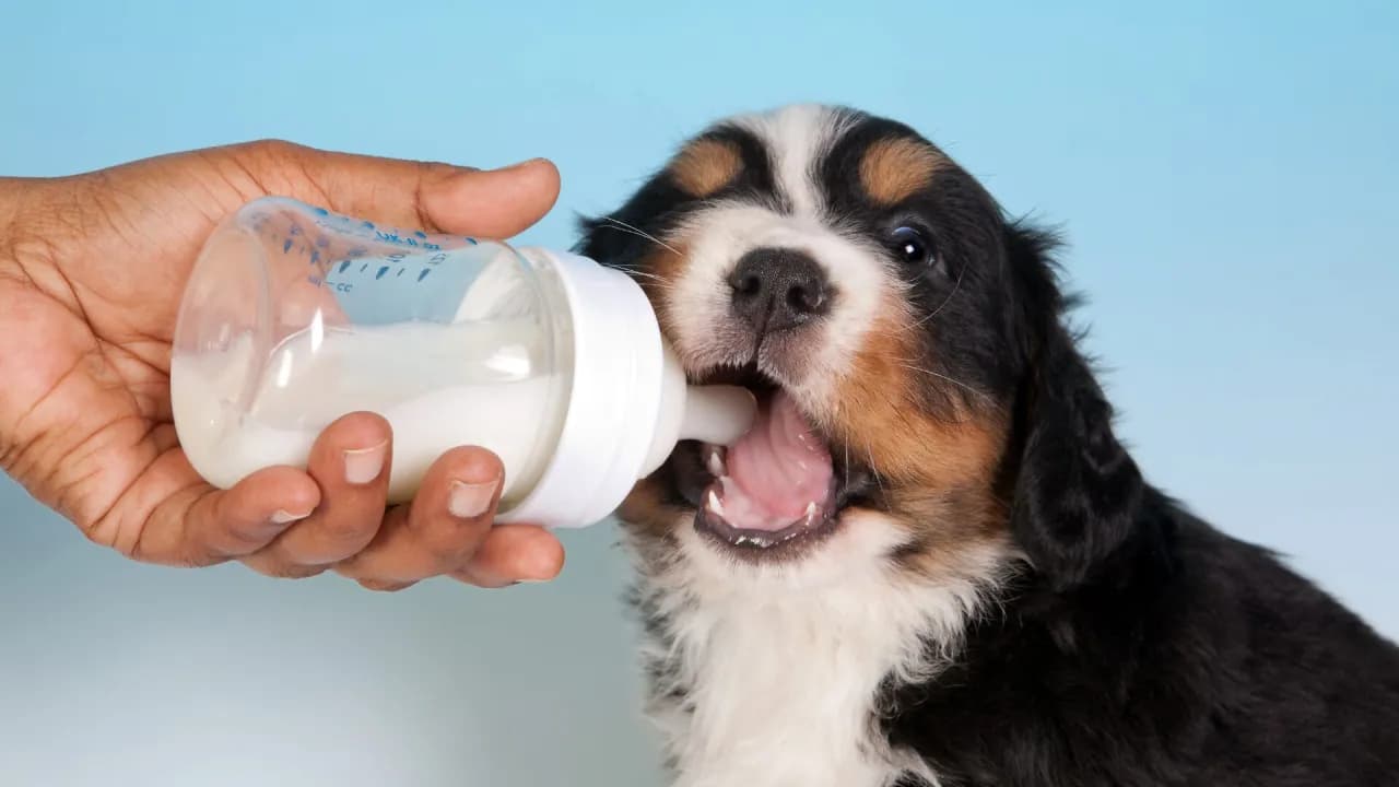 Mleko dla psa: Przyjaciel czy wróg? Wpływ na zdrowie pupila