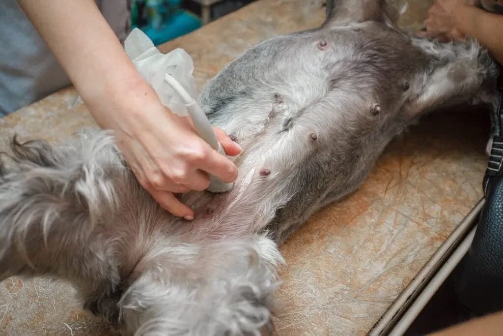 Ile trwa ciąża u psa? Fakty, które musisz znać jako opiekun