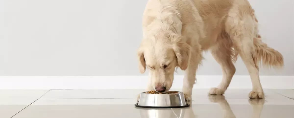 Czy pies może jeść podroby - kompletny poradnik karmienia podrobami