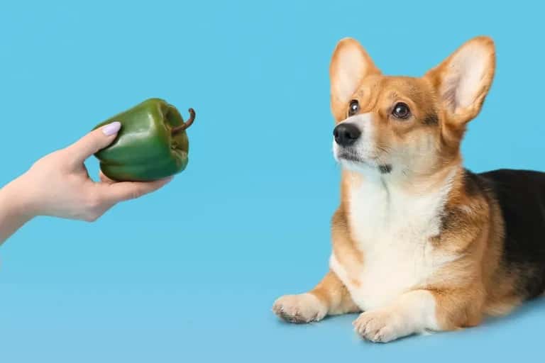 Czy pies może jeść paprykę? Poznaj bezpieczne zasady karmienia pupila