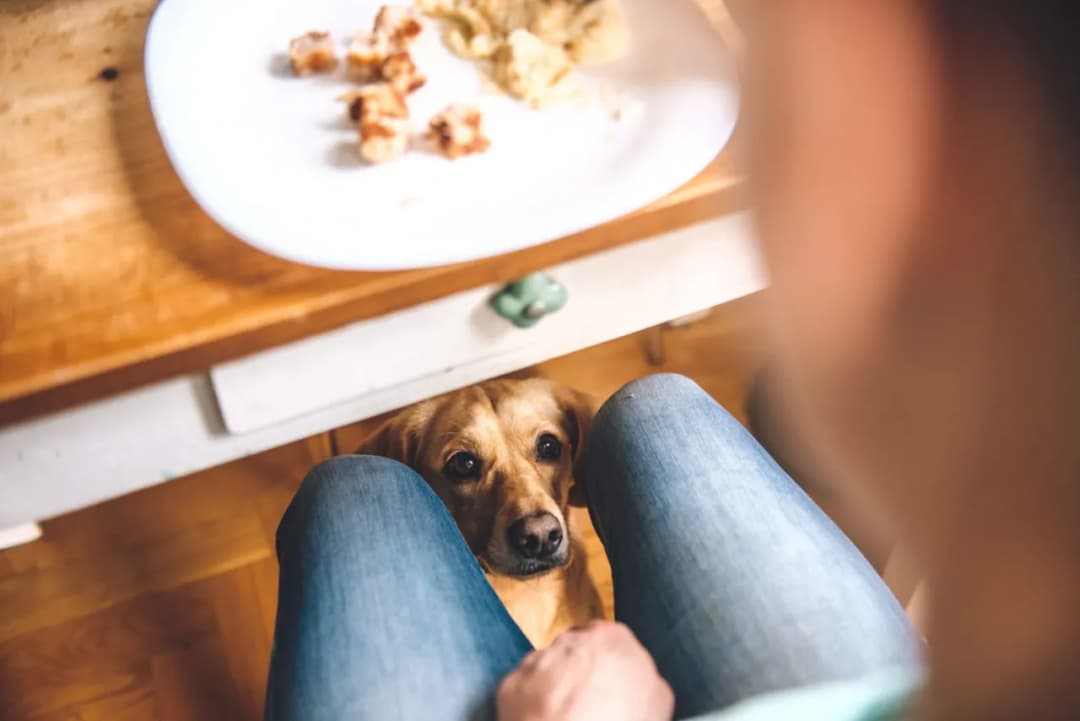Czy pies może bezpiecznie jeść śmietanę: poznaj skutki i zagrożenia
