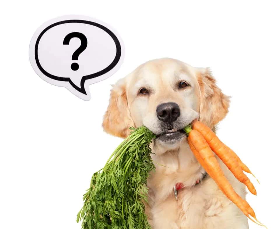 Czy pies może jeść marchew? Najważniejsze zasady bezpiecznego podawania