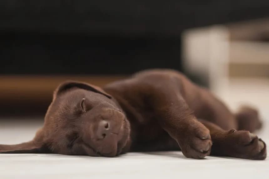 Ile śpi szczeniak i dlaczego sen jest kluczowy dla jego zdrowia