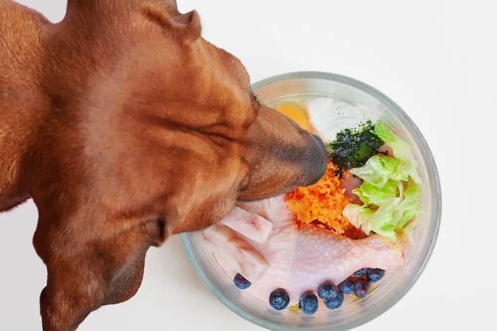 Czy pies może jeść gotowane mięso - poznaj zasady bezpiecznego karmienia