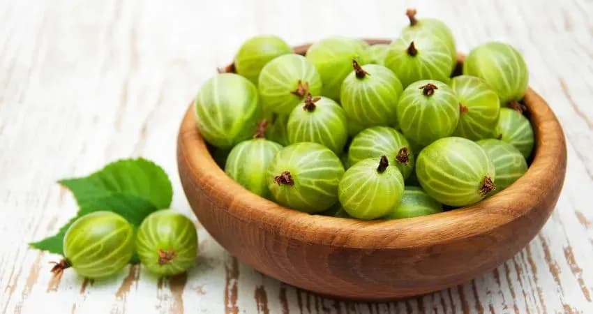 Czy pies może jeść agrest? Uważaj na potencjalne zagrożenia