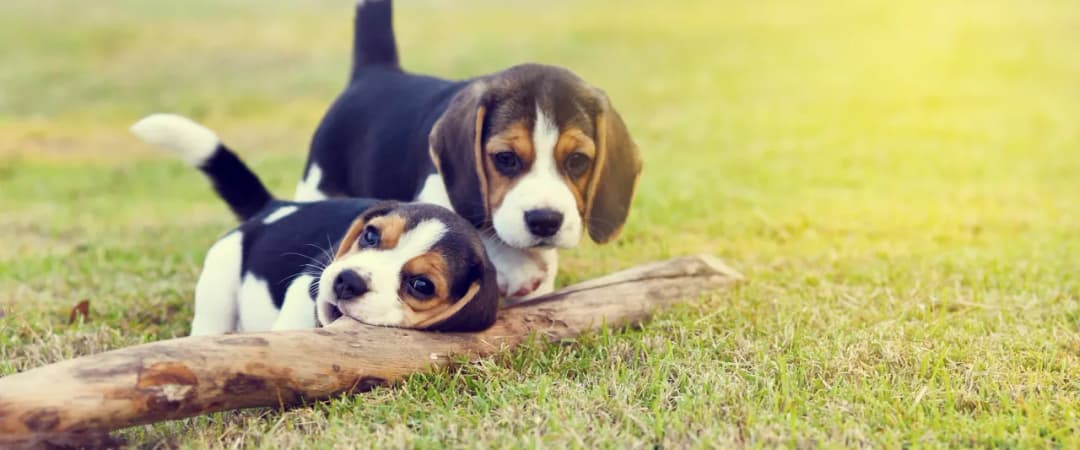 Kiedy odrobaczyć szczeniaka, aby zapewnić mu zdrowy rozwój i bezpieczeństwo