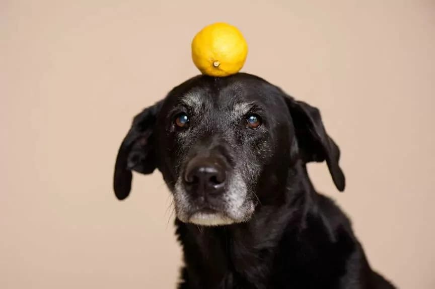 Czy pies może jeść cytrynę - prawda o szkodliwości cytrusów dla pupila