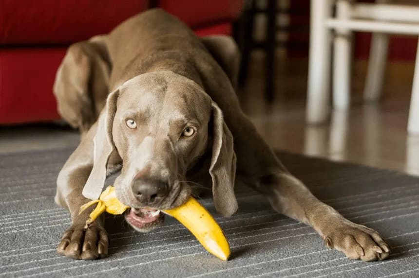 Czy pies może jeść banany? Poznaj prawdę i zasady bezpiecznego karmienia