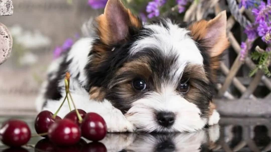 Czereśnie dla psa - zagrożenia i skutki spożycia, na które musisz uważać