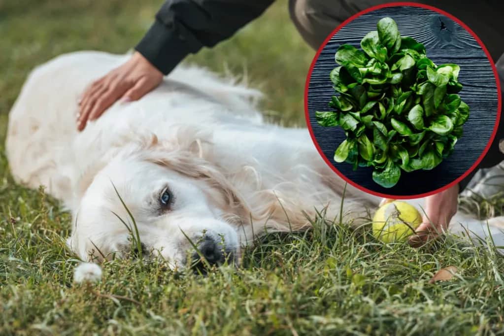 Czy pies może jeść szpinak? Poznaj zasady bezpiecznego karmienia