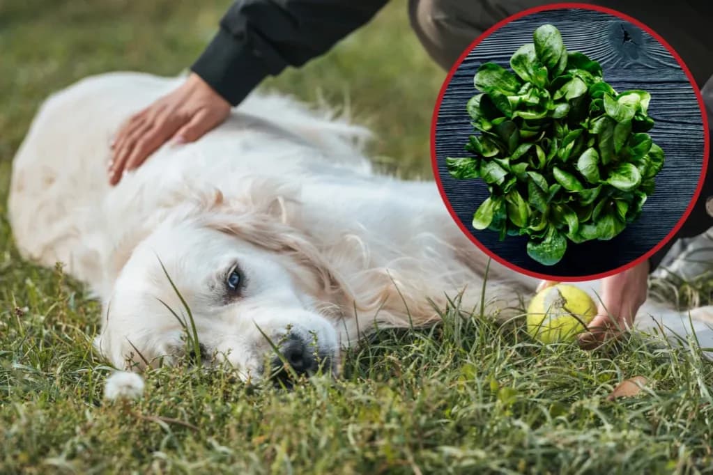 Czy pies może jeść szpinak? Poznaj zasady bezpiecznego karmienia