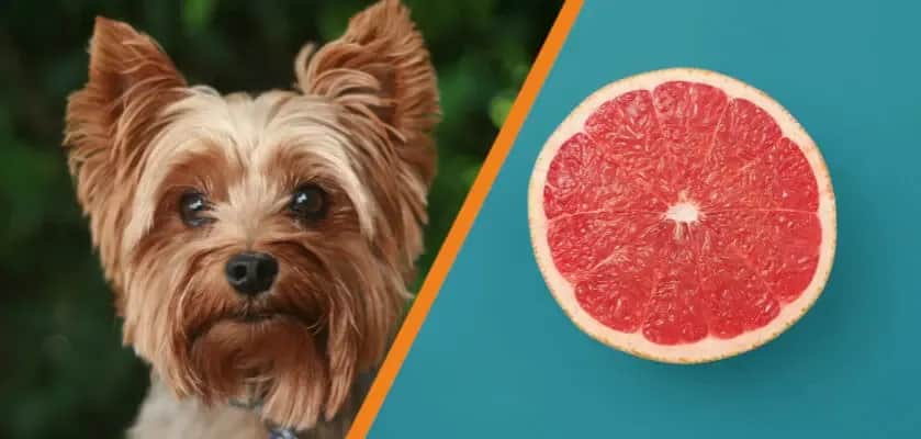 Uwaga! Czy pies może jeść grapefruit? To musisz wiedzieć o cytrusach