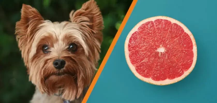 Uwaga! Czy pies może jeść grapefruit? To musisz wiedzieć o cytrusach