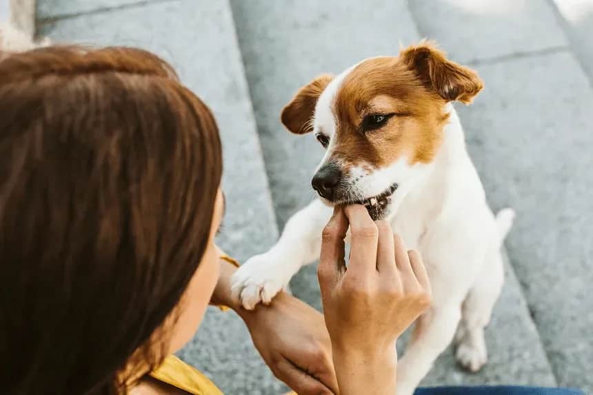 Skuteczne metody jak wytresować szczeniaka i uniknąć najczęstszych błędów