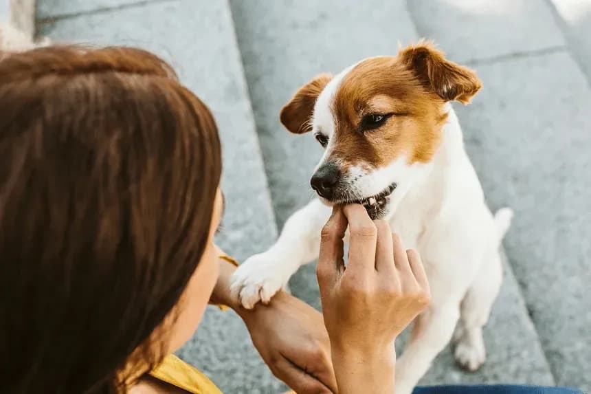 Skuteczne metody jak wytresować szczeniaka i uniknąć najczęstszych błędów
