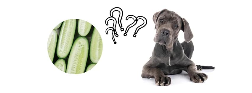Czy pies może jeść ogórka i w jakich ilościach: zasady i ostrzeżenia