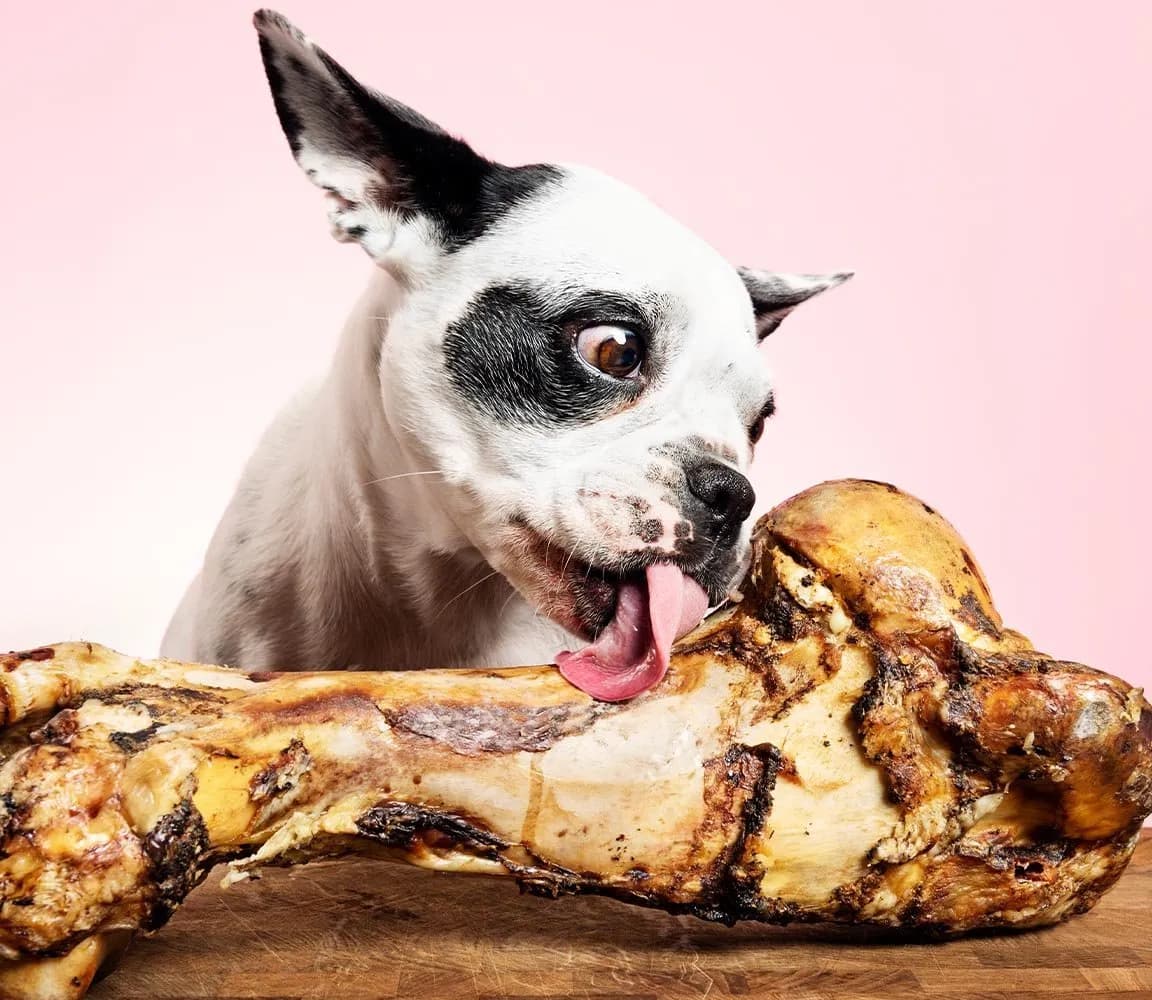 Kości z kaczki mogą zaszkodzić Twojemu psu - poznaj zagrożenia i fakty