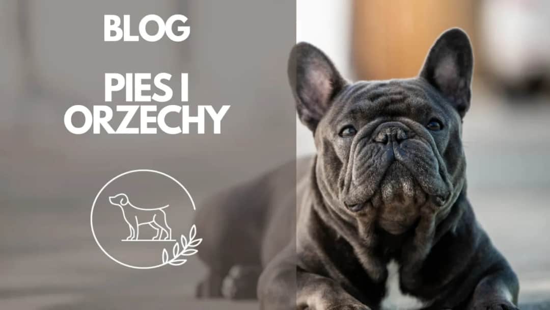 Czy pies może jeść orzechy brazylijskie? Prawda o szkodliwym wpływie