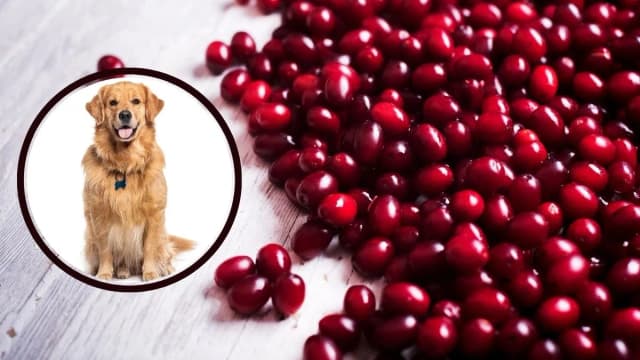 Czy pies może jeść żurawinę? Poznaj zasady bezpiecznego podawania