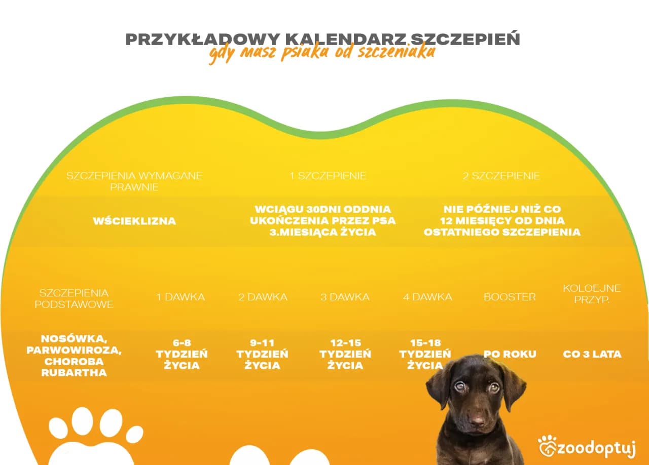 Ile kosztuje szczepienie szczeniaka? Poznaj cennik i harmonogram szczepień