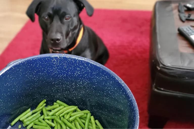 Fasolka szparagowa w diecie psa - co musisz wiedzieć przed podaniem