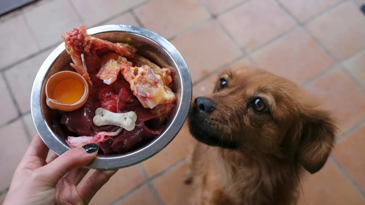 Serca drobiowe w diecie psa: poznaj zasady bezpiecznego podawania