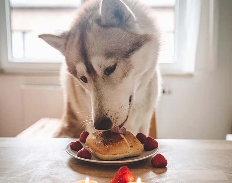 Czy pies może jeść chleb? Poradnik karmienia i bezpieczeństwo żywienia