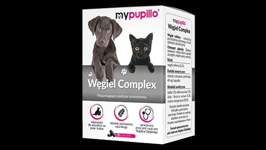 Czy pies może jeść węgiel? Poznaj prawdę i skutki podawania węgla psu