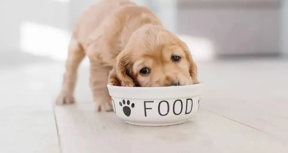 Ile powinien jeść szczeniak, aby prawidłowo się rozwijać i rosnąć