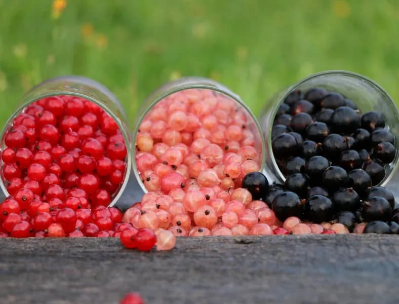 Czy pies może jeść porzeczki: wszystko co musisz wiedzieć o bezpieczeństwie