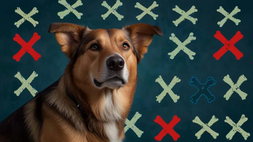 Jakie kości są bezpieczne dla psa? Unikaj tych 5 rodzajów