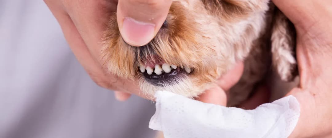 Kiedy psu wypadają zęby? Kluczowe etapy rozwoju szczeniaka