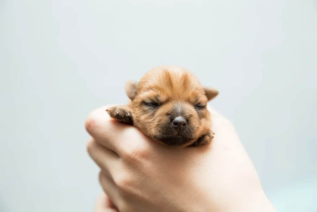 Dlaczego szczeniaki zdychają po porodzie i jak temu zapobiec?