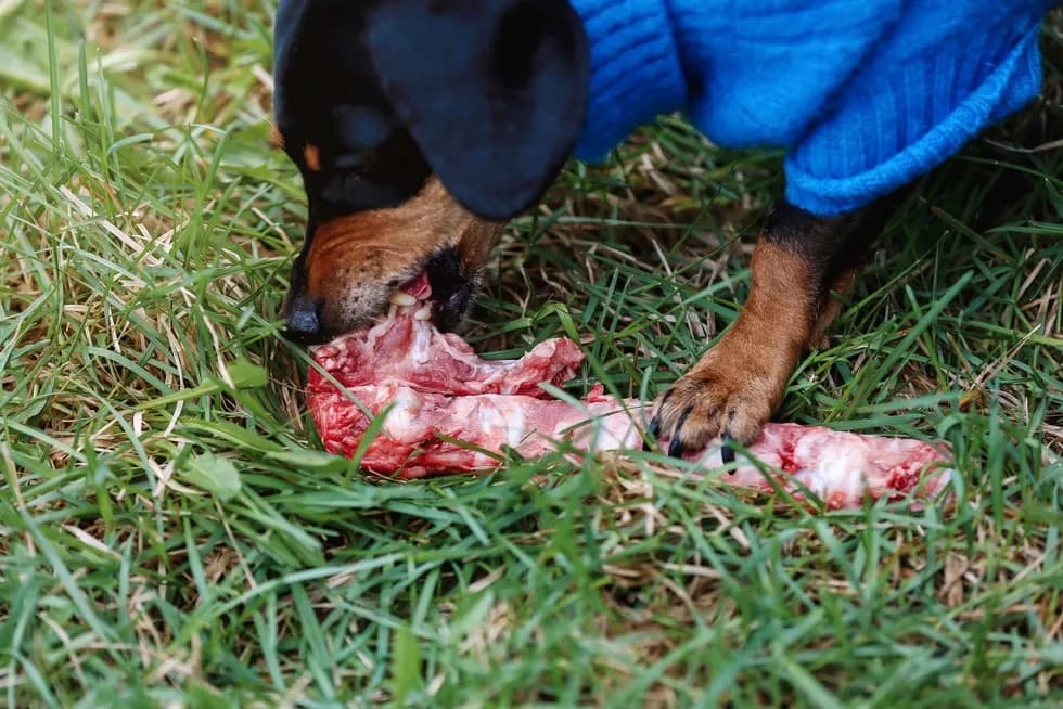 Czy pies może jeść zepsute mięso? Sprawdź zagrożenia i konieczne działania