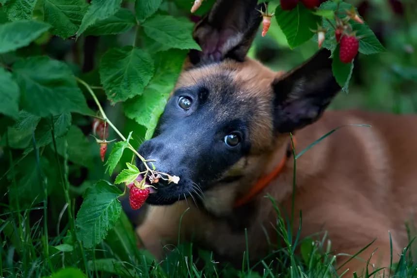 Czy pies może jeść maliny: wszystko co musisz wiedzieć o bezpieczeństwie