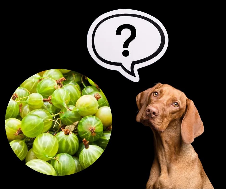 Agrest w diecie psa - czy jest bezpieczny i jakie zagrożenia powoduje