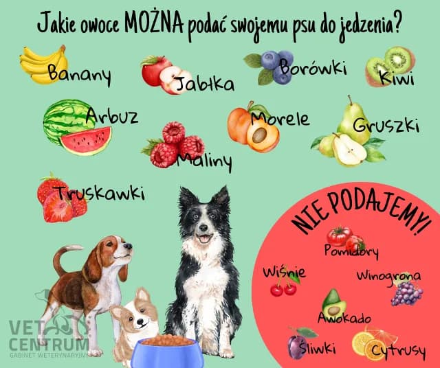 Jakie owoce może jeść pies: lista bezpiecznych i szkodliwych produktów