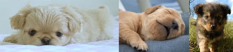 Jak długo szczeniaki muszą być przy matce, aby uniknąć problemów?