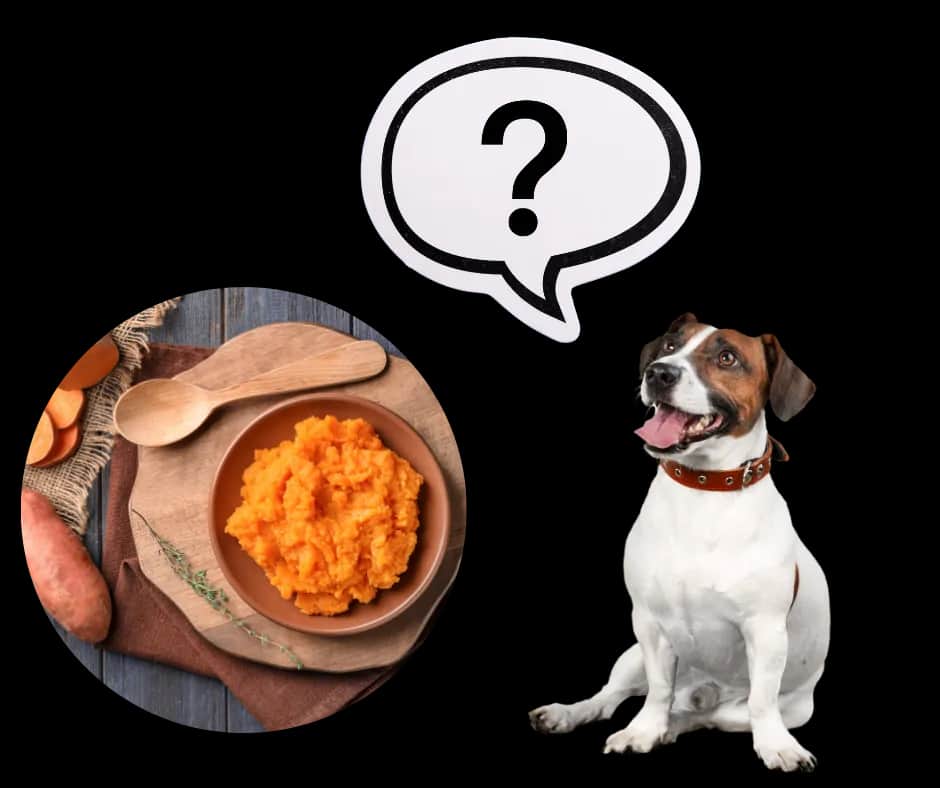 Czy pies może jeść bataty - kompletny poradnik żywienia i przygotowania