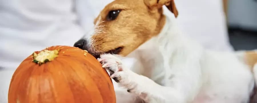 Czy pies może jeść dynię? Poznaj zasady bezpiecznego karmienia pupila