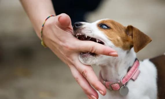 Jak oduczyć szczeniaka gryzienia i cieszyć się spokojnym domem