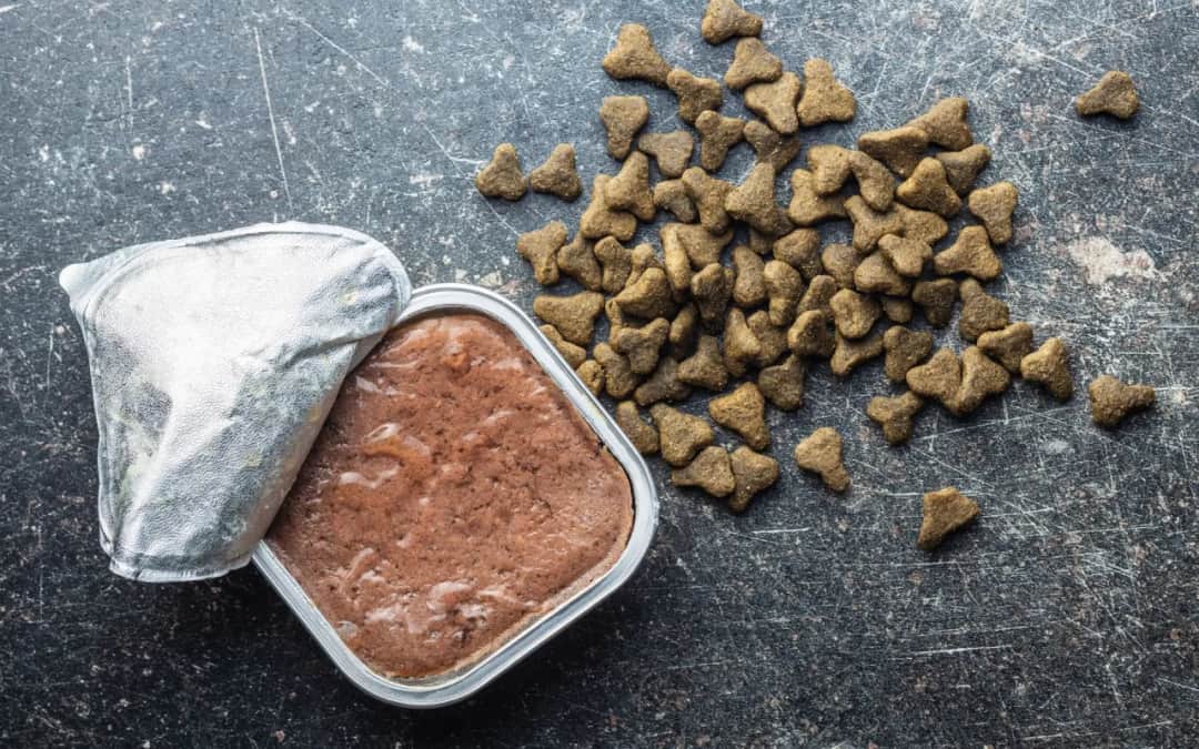 Czy pies może jeść tylko suchą karmę - poznaj prawdę i skutki takiej diety